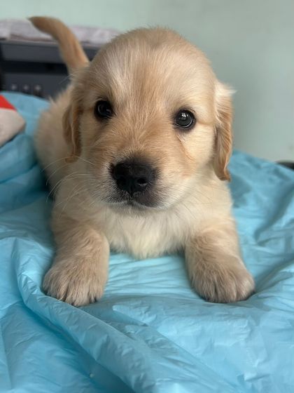 Star Pups - Pet Boarding & Daycare Puppy Paradise photo 13