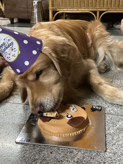 The party isn't over until the last piece of cake is gone! This happy pup is making sure nothing goes to waste.