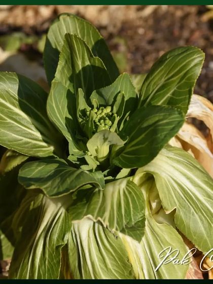 Fresh Herbs for Your Kitchen photo 14