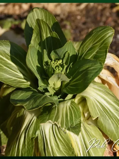 Pak choi is a type of Chinese cabbage that is often grown as a fast-maturing herb or leafy green. It's perfect for stir-fries and can be harvested young.
