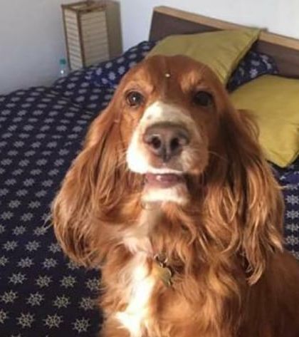 Petspace - Dog Boarding Our Pack Through the Years photo 45