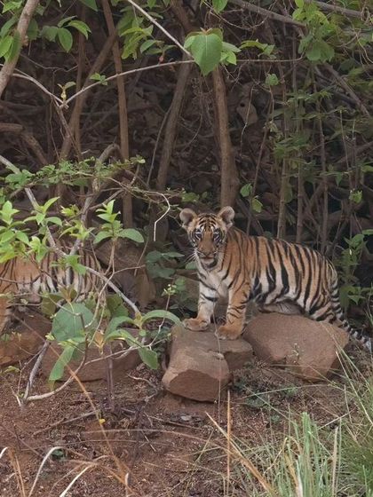 One of Choti Tara's tiny tots peeking out from the bushes, a sign of hope for the future of this territory.