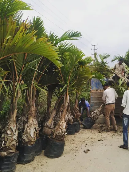 We also handle large-scale avenue plantation projects. Here, our team is unloading dozens of healthy palm trees for a 2km long plantation at the Indian Oil Corporation site in Bangalore.