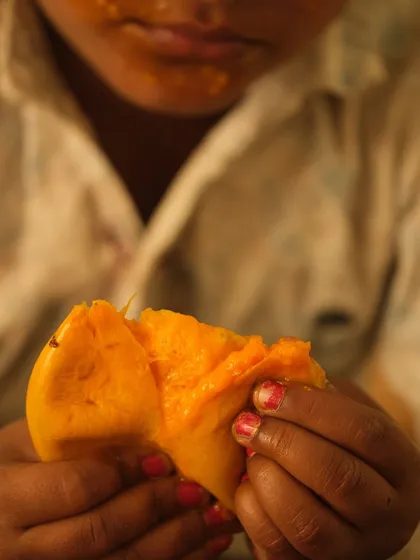 A close-up of a child's hands holding a juicy, ripe mango. This shot focuses on the sensory experience, the texture and color of the fruit, and the simple pleasure of eating it.