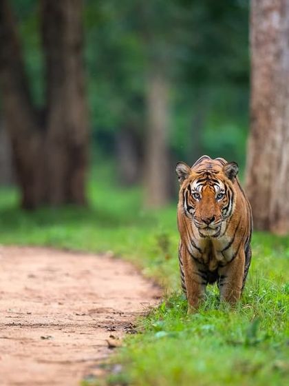 The Queen of Kabini, Magge, from the legendary Russel line bloodline. I've watched her grow from a cub to a monarch, and she is now raising her own litter. Witnessing these generational stories is a profound privilege.