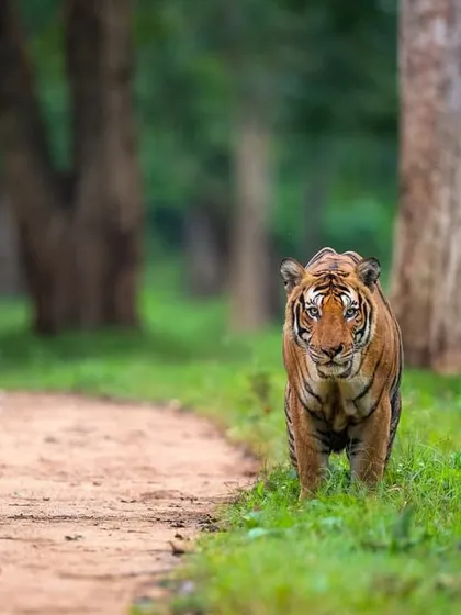 The Queen of Kabini, Magge, from the legendary Russel line bloodline. I've watched her grow from a cub to a monarch, and she is now raising her own litter. Witnessing these generational stories is a profound privilege.