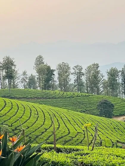 Imagine pedaling through the rolling tea plantations of the Nilgiris, with endless green carpets under a clear blue sky. Our 'Misty Mountain Hop' tour is a sensory journey through one of South India's most beautiful mountain ranges.