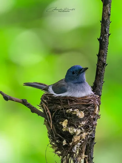 A Black-naped Monarch settles comfortably into its nest. The intricate construction of the nest, woven with spider silk and plant matter, is just as impressive as the bird itself.