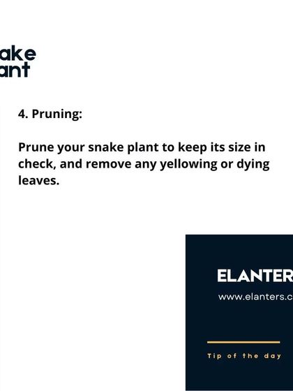 Expert Plant Care & Tips photo 41