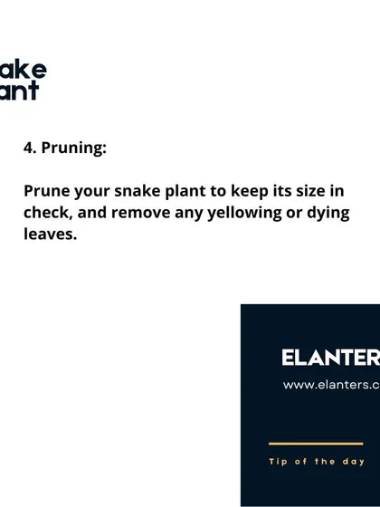 Snake Plant Care: Pruning. You can prune your snake plant to control its size or remove any leaves that are yellowing or dying.