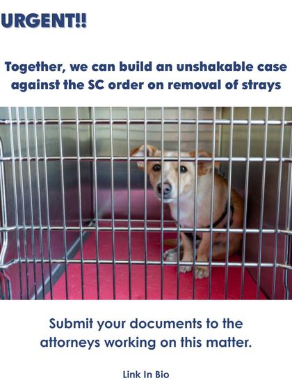 URGENT: Stray dogs in NCR are at risk of being permanently removed from the streets. We are building a case against the Supreme Court order, and we need your help. Submit your evidence to the lawyers working on this matter.