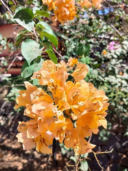 Art of Living - Spiritual Retreats & Campus Experience Our Serene Campus & Natural Beauty photo 9