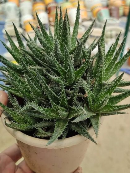 This is an Aloe 'Aristata', a type of succulent that looks like a mix between an Aloe and a Haworthia. It's very hardy and easy to grow.