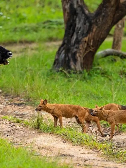 A rare and tense face-off between a herd of Gaur and a pack of Dholes. I witnessed this potential hunt in progress, capturing the size difference and the standoff between predator and prey.