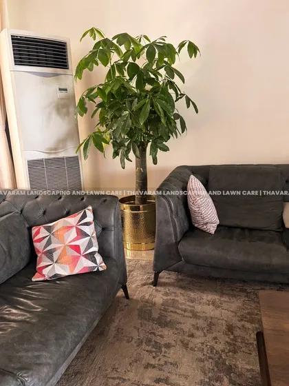 A wider view of the living room, showing how the tall potted plant is strategically placed to balance the space and complement the modern furniture.