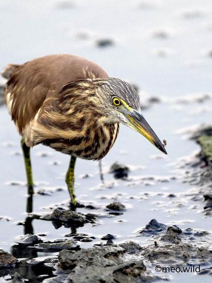 Another successful hunt for the Pond Heron! I caught this one wading through the mud, a small fish secured in its beak. It shows the gritty, determined side of these wetland birds.
