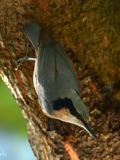 An Indian Nuthatch, known for its ability to climb down trees headfirst. This unique behavior makes them fascinating to watch and photograph.