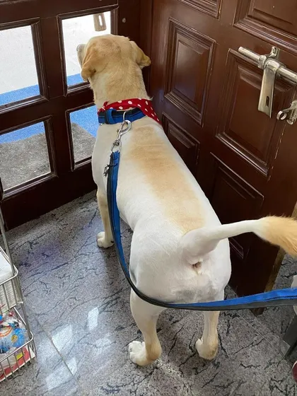 Who says you can't have fun with grooming? I gave Joey the Labrador a creative 'lion cut' on his tail for a unique and playful look.