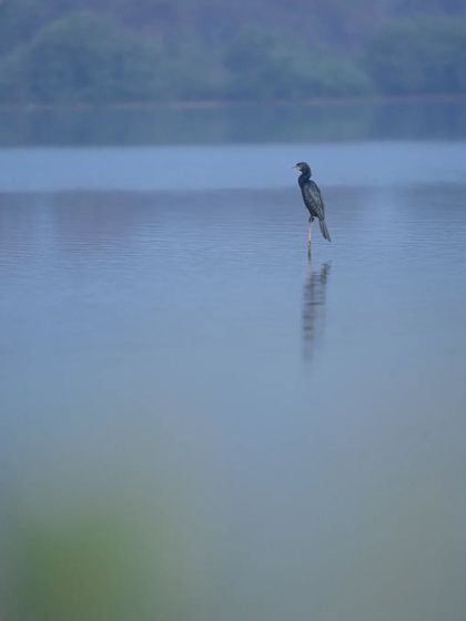 "Beauty in Minimalism." A lone Little Cormorant perched in the middle of a lake. It's a joy when the bird lands in the perfect spot to create a simple, powerful frame.