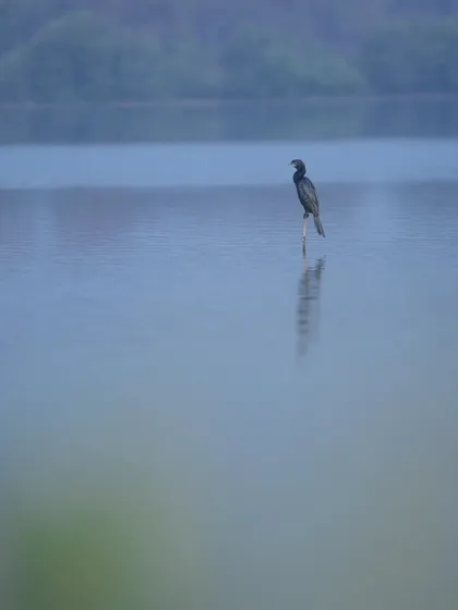 "Beauty in Minimalism." A lone Little Cormorant perched in the middle of a lake. It's a joy when the bird lands in the perfect spot to create a simple, powerful frame.