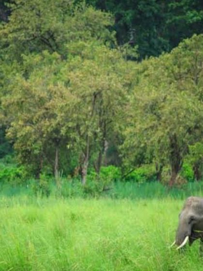 Wildlife & Jungle Safaris photo 3