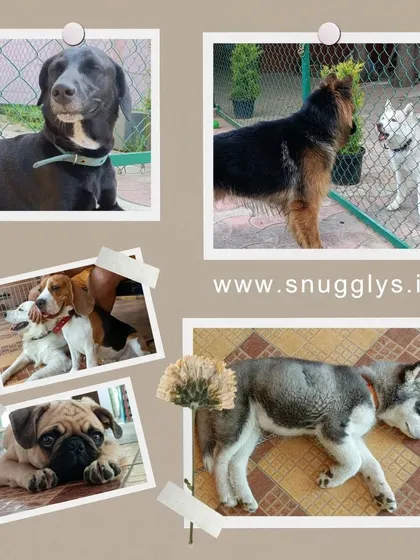 We welcome dogs of all breeds and sizes. This collage shows some of our diverse friends, from Pugs to German Shepherds.
