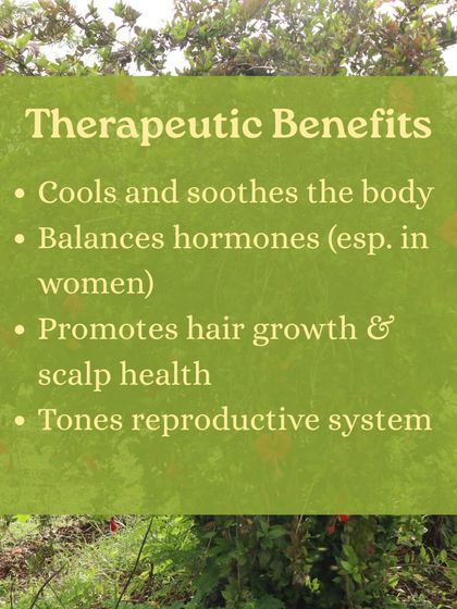 The beautiful Hibiscus flower is more than just decoration. We explore its Ayurvedic profile and how to use its leaves and flowers for home remedies, from hair masks to teas for hormonal support.