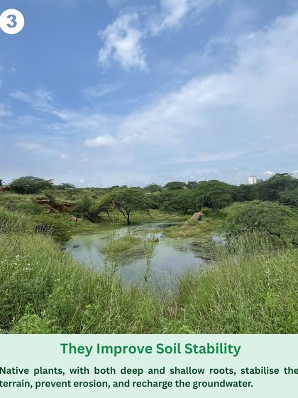 Native plants, with their deep and shallow root systems, stabilize the terrain, prevent erosion, and help recharge groundwater, as seen in this lush, restored water body.