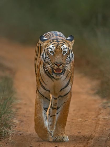 A powerful male tiger making his presence known. The confidence in his walk and direct gaze are what make tiger sightings so compelling.