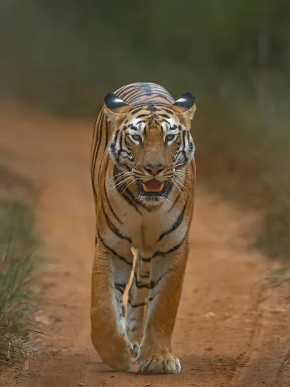 A powerful tiger walks directly towards the camera, its muscles rippling with each step. This image conveys the sheer force and presence of the animal.