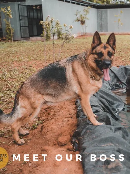 Meet Eva, the German Shepherd who started it all and the real boss around here. She makes sure every guest feels welcome and personally inspects all the fun, especially the pool area.