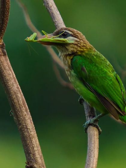 A White-Cheeked Barbet holds a green insect in its beak, a delicate and colorful catch. This shows the dietary habits of smaller woodland birds.