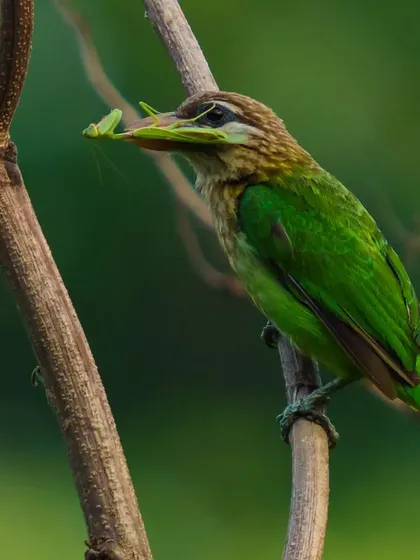 A White-Cheeked Barbet holds a green insect in its beak, a delicate and colorful catch. This shows the dietary habits of smaller woodland birds.
