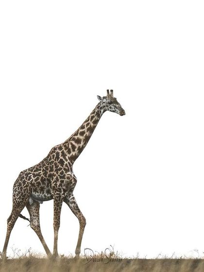 A living work of art. The intricate patterns on this giraffe's coat stand out beautifully against the clean, white background. It’s a timeless and elegant portrait.