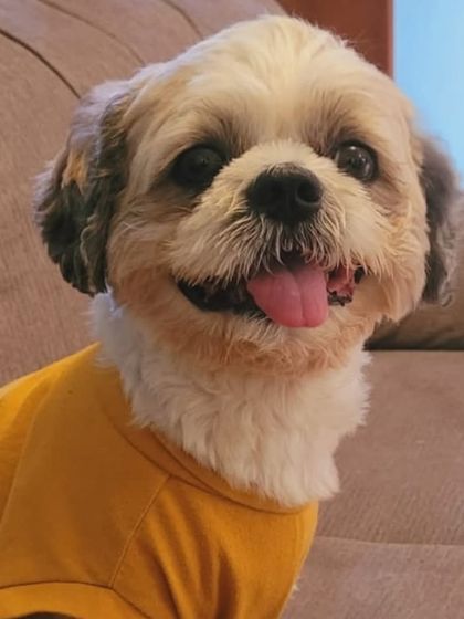 A happy Shih Tzu in a yellow shirt. We make sure our small guests are comfortable and stylish.