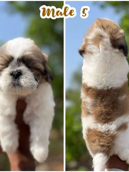 A sleepy-eyed male Shih Tzu puppy. Our pups are calm and well-behaved, a testament to their good breeding and early socialization.