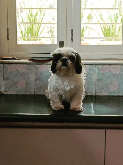 Jazzy's Pet Care - In-Home Dog Boarding Our Home is Their Home photo 10