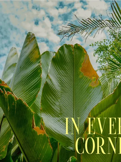 I love how the huge leaves of our tropical plants frame the sky. It's these little views that make the space feel so special.