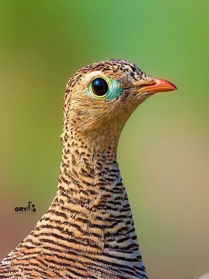 An intimate portrait of a Painted Sandgrouse, showcasing the beautiful turquoise patch around its eye and the complex patterns of its feathers.