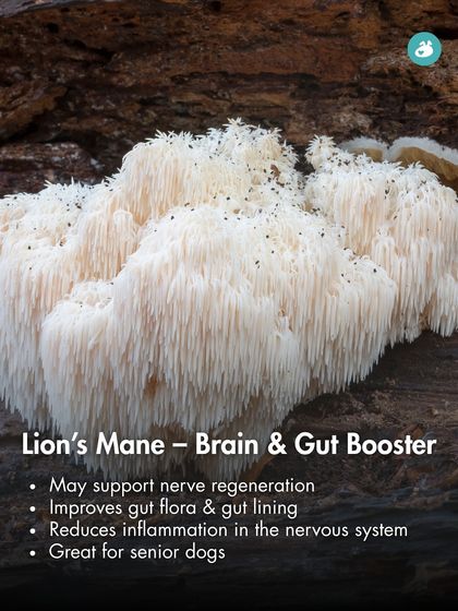 The Pack - Pet Parent Education & Workshops The Healthy Bowl: Canine Nutrition & Recipes photo 16