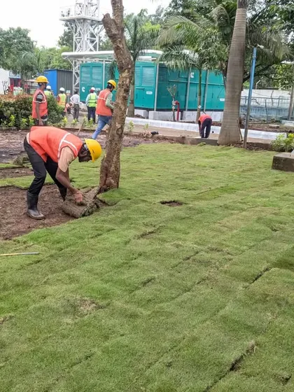 A worker carefully unrolls a section of turf, fitting it into place around an existing tree.