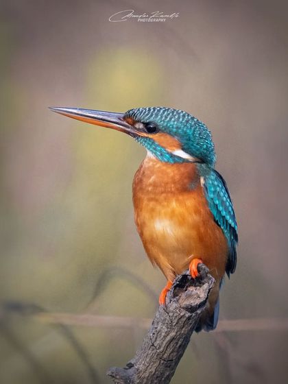 Kingfishers: Jewels of the River photo 17