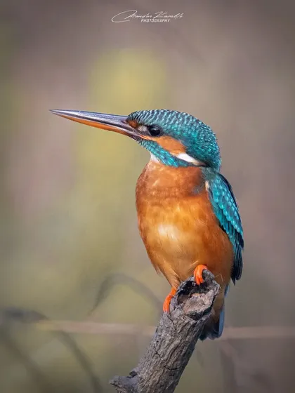 A classic portrait of a Common Kingfisher. The soft, diffused background light brings out the subtle details in its feathers without harsh shadows.