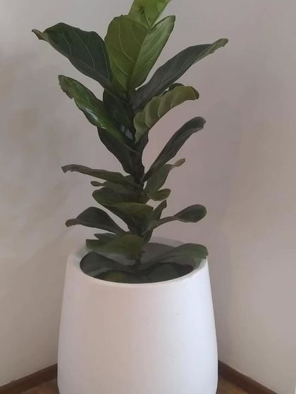 This Fiddle Leaf Fig is placed in a corner to add height and life to the space. They prefer a stable environment with bright, indirect light.