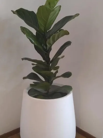 A Fiddle Leaf Fig tucked into a corner, instantly adding height and life. Even a single large plant like this can completely transform a room.