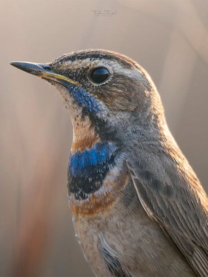 Avian Portraits: The Birds of India photo 6