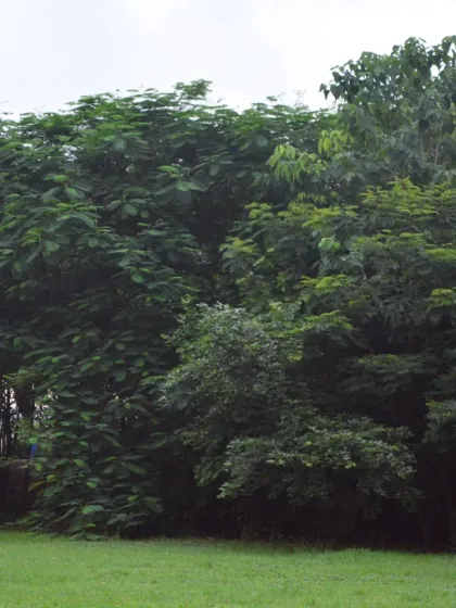 The dense green trees at our park provide fresh air and a beautiful backdrop for all our activities. We take pride in maintaining this green lung for the city.