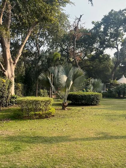 A tranquil garden scene featuring a Bismarckia palm, a prized specimen known for its striking silver-blue fronds. We source and install unique and exotic plants to create one-of-a-kind landscapes.