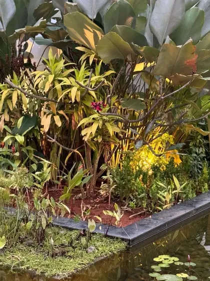 A corner of a water garden at dusk, with subtle up-lighting illuminating the large leaves of tropical plants.