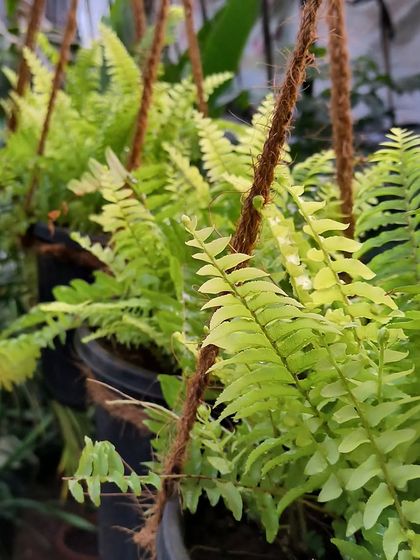 Easy-Care Indoor Plants photo 16